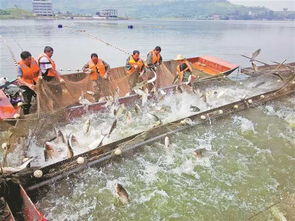 养鱼新三招 重庆渔业升级的探索