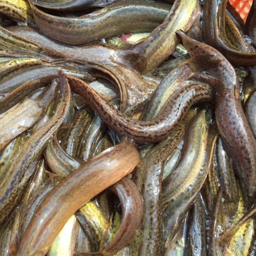 黑龙江有实力的泥鳅种苗公司首选永桓水产养殖