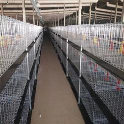 养殖肉鸡批发 养殖肉鸡供应 养殖肉鸡厂家 