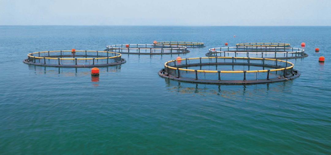 @水产养殖户2020年补贴政策来了!|渔业|良种